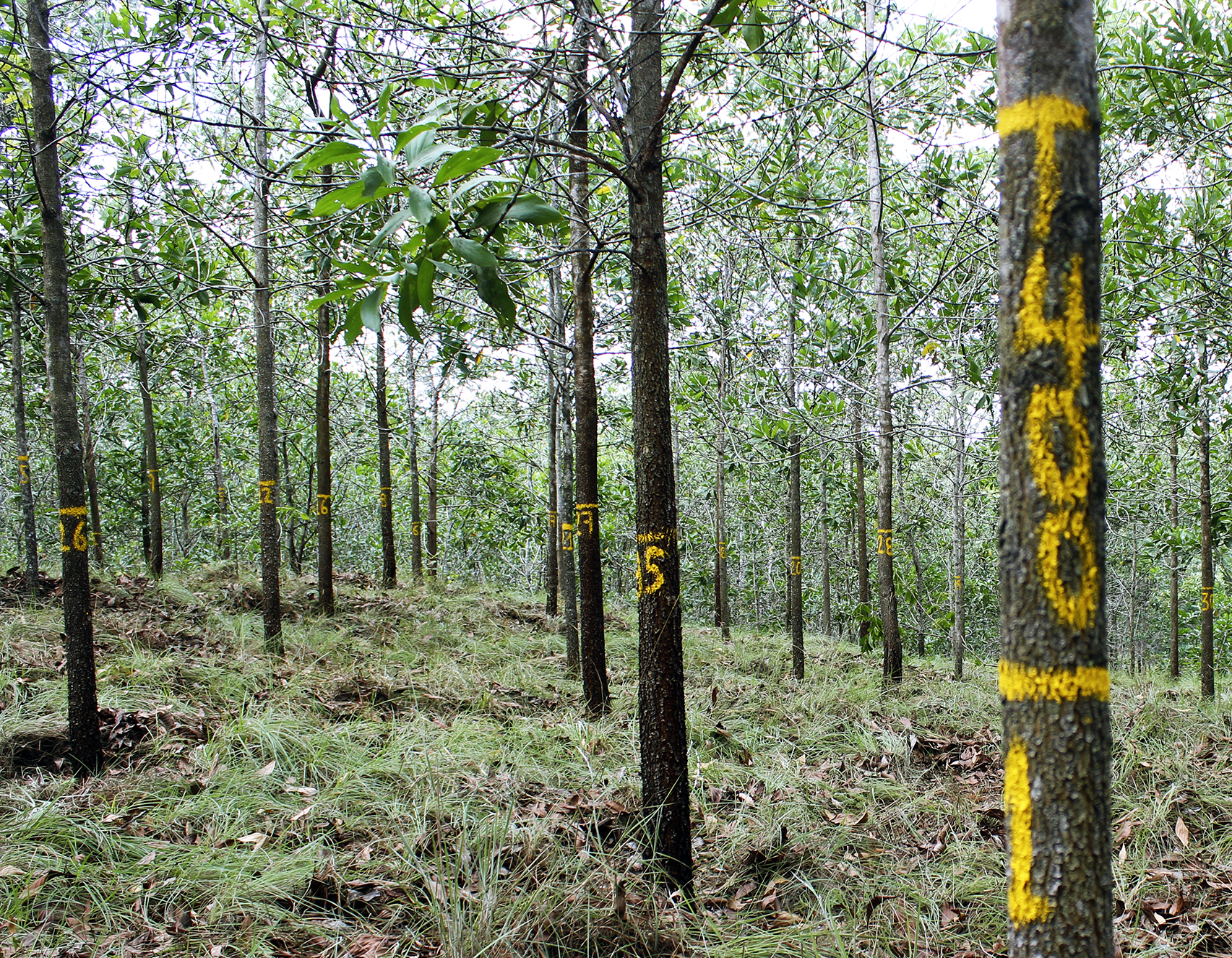 Ecologic-Inventarios forestales
