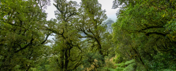 Compensaciones forestales en Colombia - ECOLOGIC