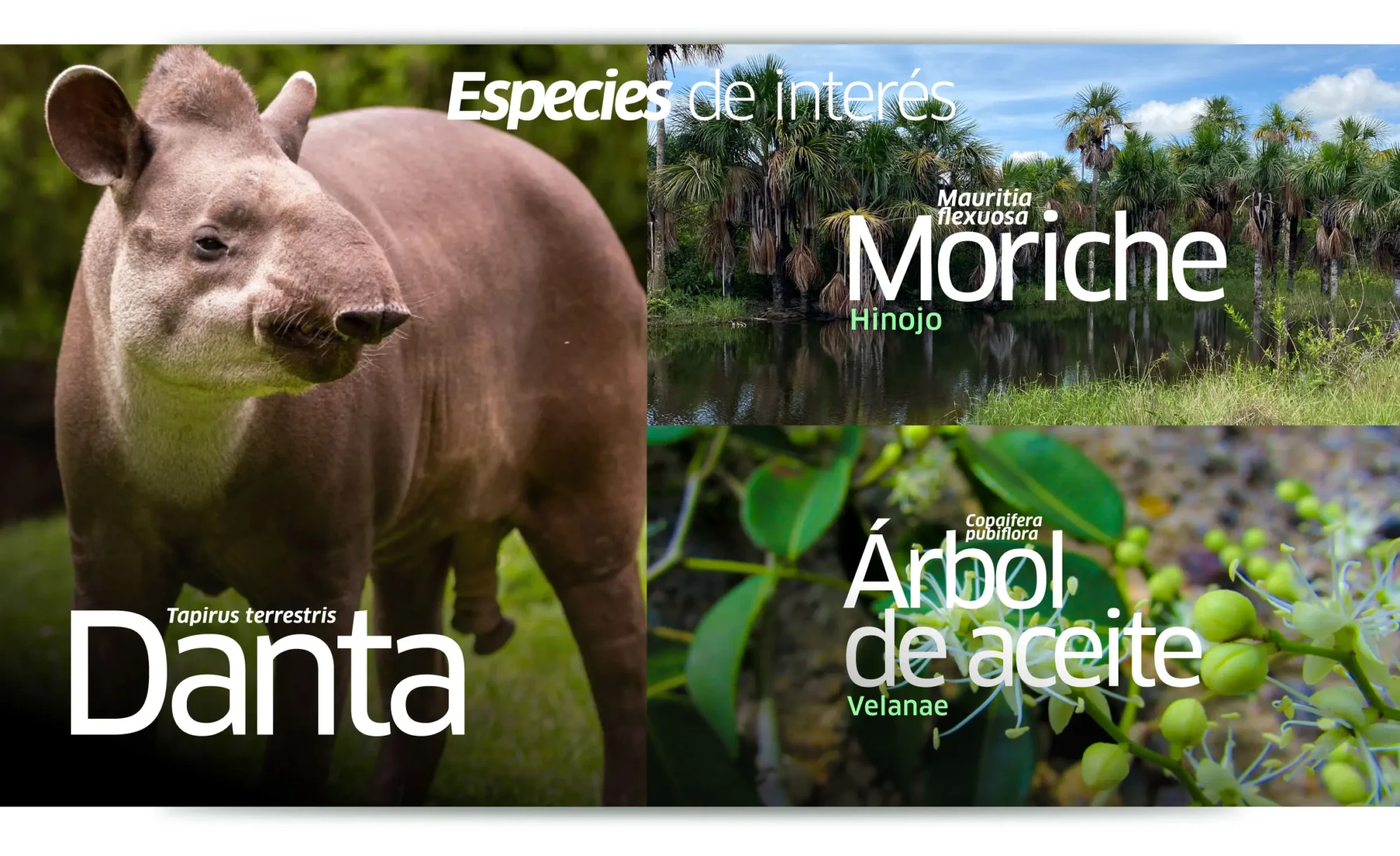 banner-especies-de-interes